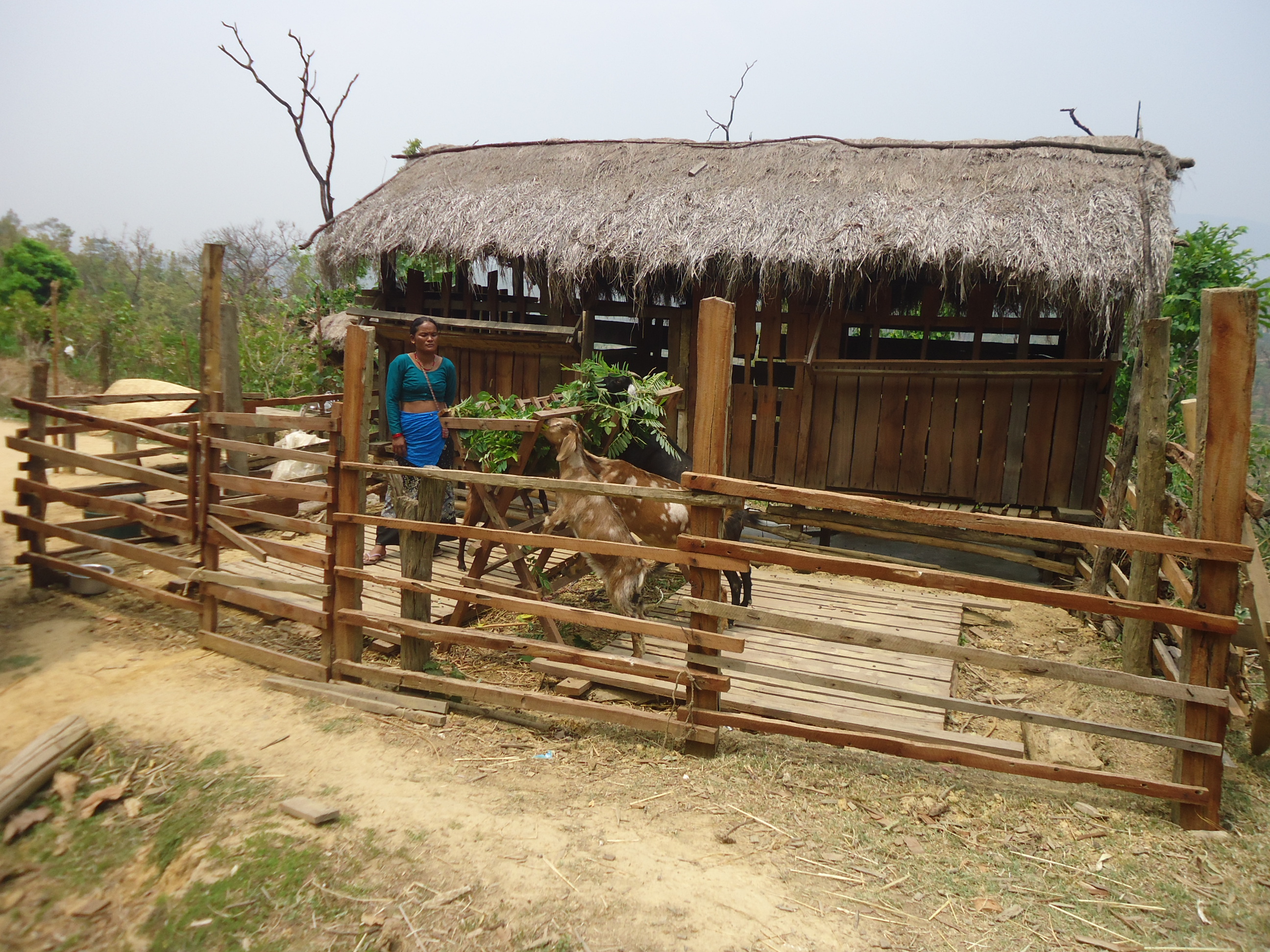 Simta Agriculture livestock and enterprenuership Project (SALE DP)